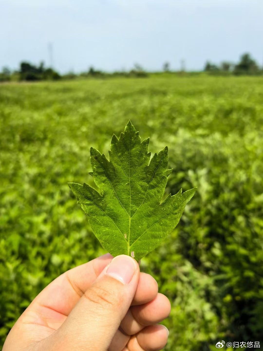 F艾草直播，學(xué)習(xí)、蛻變與自信之種在每次點擊中綻放光彩