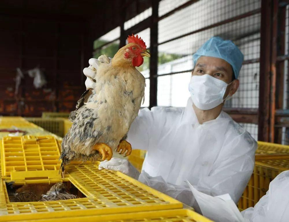 廣東H7N9最新消息，巷弄深處的隱藏瑰寶