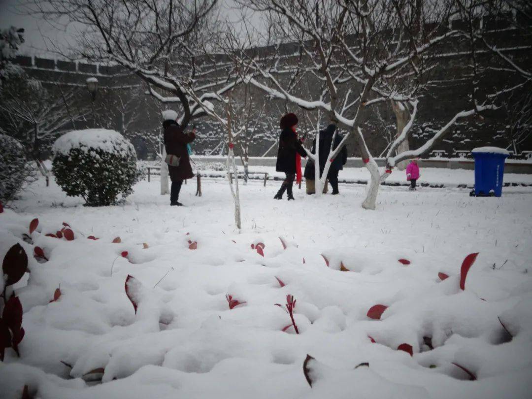 最新下大雪，自然盛宴背后的啟示