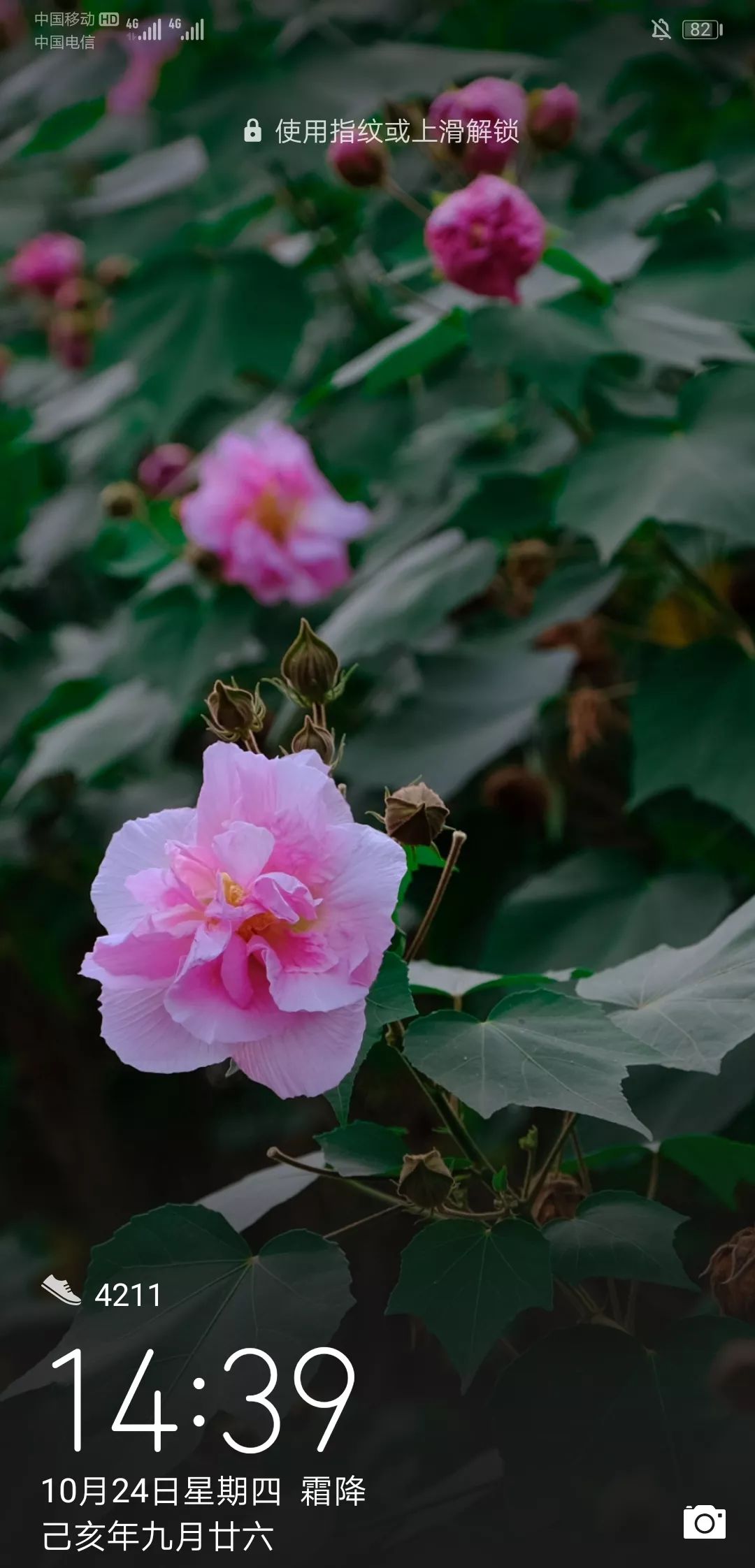 最新花花經(jīng)，花卉種植的新趨勢(shì)與技巧概覽