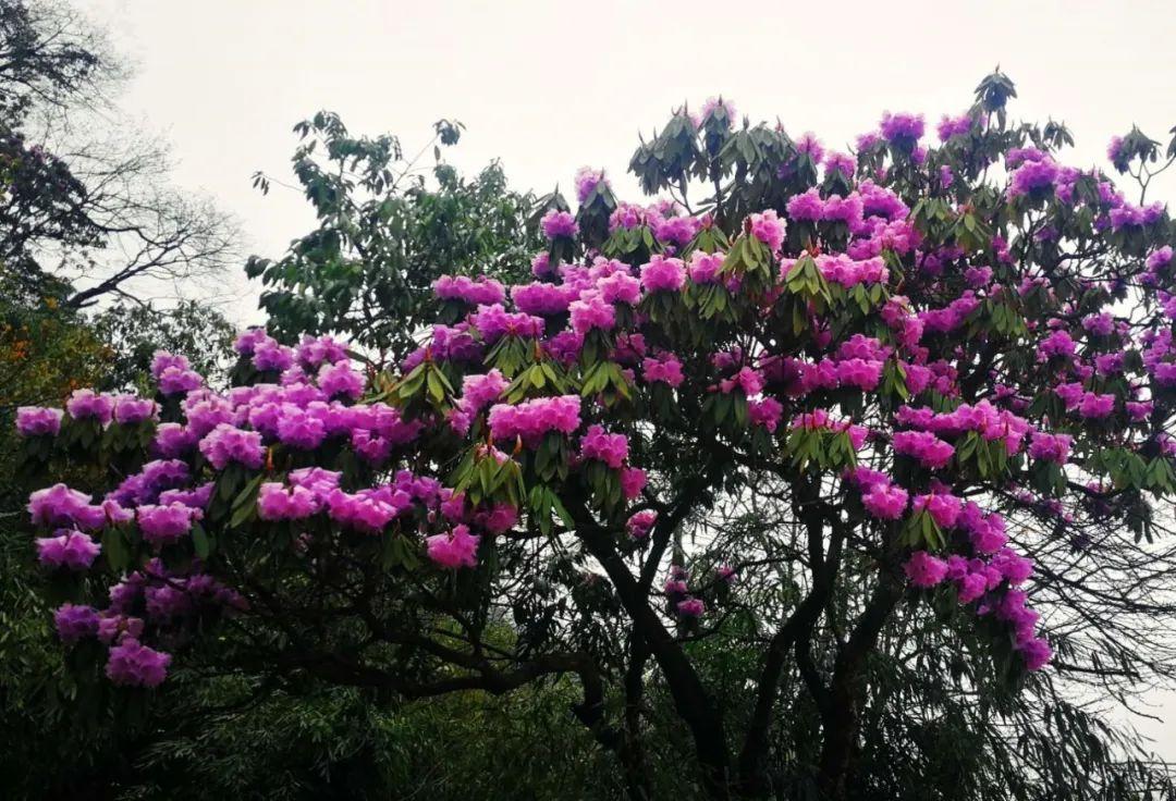 逗艷直播最新探索自然美景，尋找內(nèi)心平和喜悅之旅