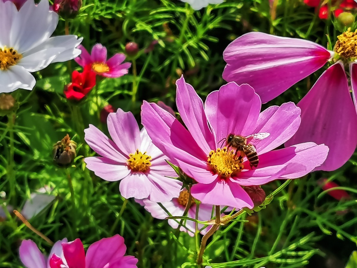 最新格?；?，小巷深處的神秘花園探秘