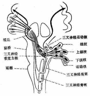 三叉神經(jīng)手術(shù)價(jià)格詳解及步驟指南