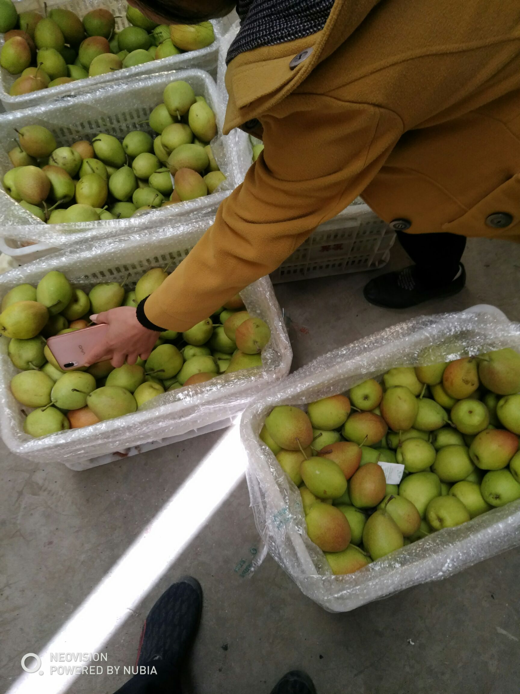 香梨之旅，一顆梨的勵志人生與行情展望