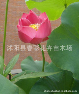 荷花價(jià)格盛夏之韻，優(yōu)雅之選，綻放你的魅力風(fēng)采