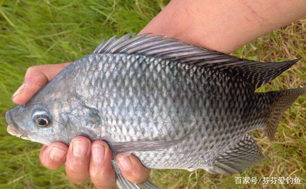 最新羅非魚釣捕教程視頻，一步步教你成為釣魚高手達人